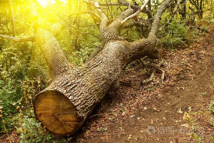 太阳的光线中倒下的大树