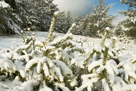 雪绑定冬季森林