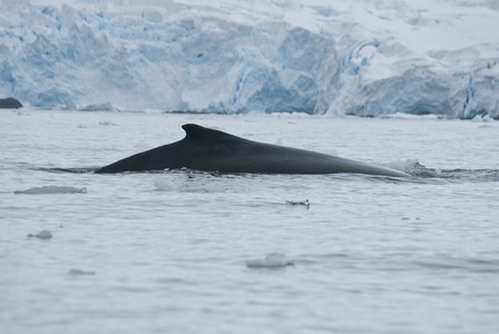 座头鲸在南部海洋3