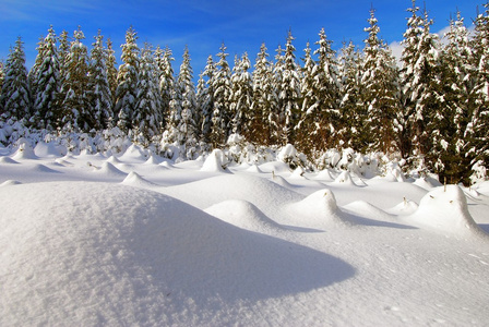 寒冬风光与雪林间空地和森林