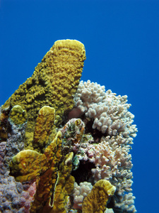 珊瑚礁与火珊瑚