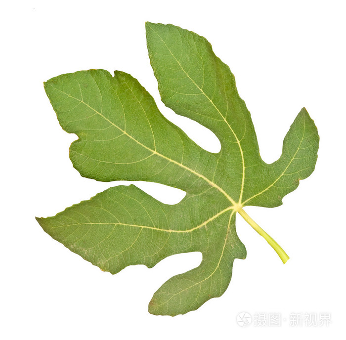 在白色背景上孤立的无花果叶
