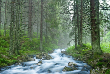 在一个多雾的森林美丽的河流量
