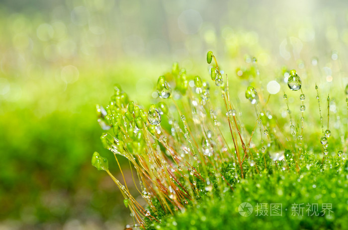 在绿色自然新鲜青苔和水滴