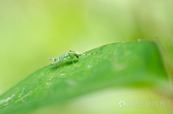 在大自然中的绿色蚊子照片-正版商用图片0vz27m-摄图新视界