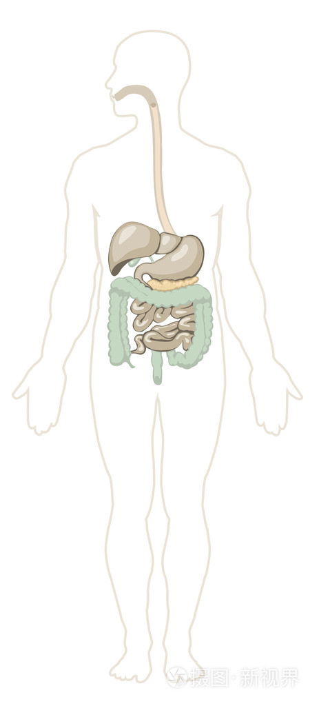 人体解剖学。消化系统