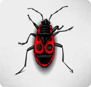 红色甲虫 手绘图。矢量插画