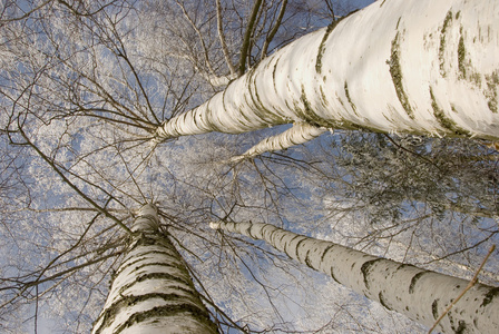 冰霜白桦树树干分支的背景