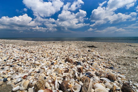 beskjuter stranden贝壳沙滩