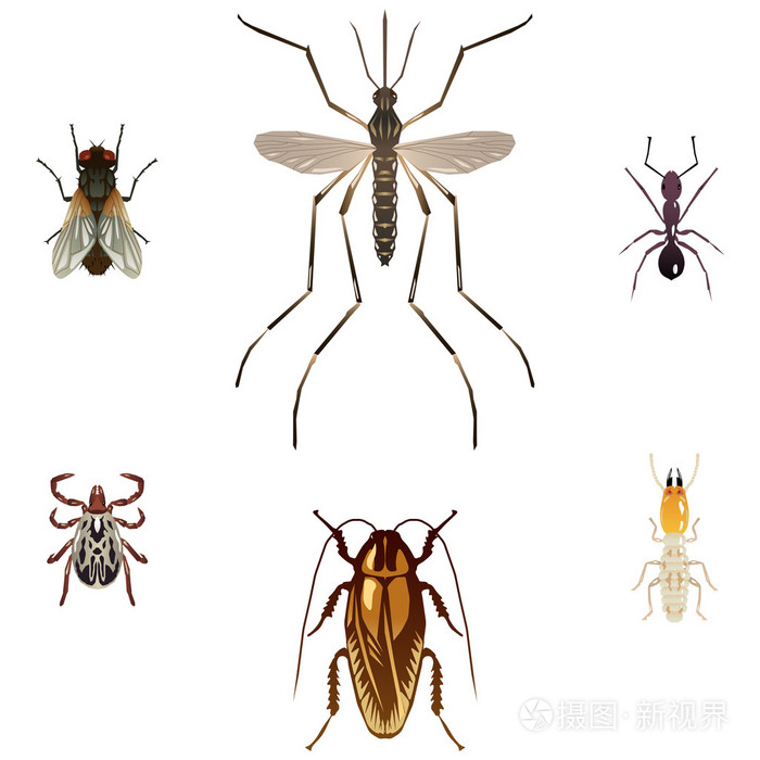 六个矢量插图的害虫