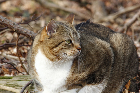 在森林里猫不错