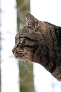 在森林里猫不错