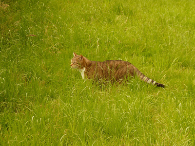 在花园里猫不错