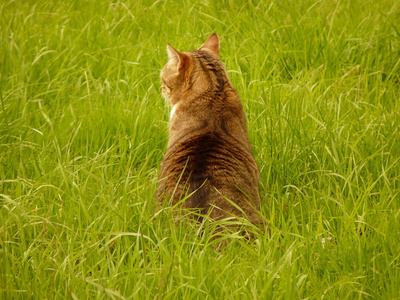 在花园里猫不错