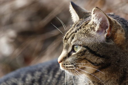 在花园里猫不错