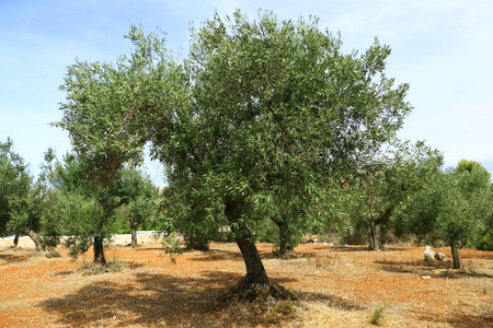 橄榄树在红土地上
