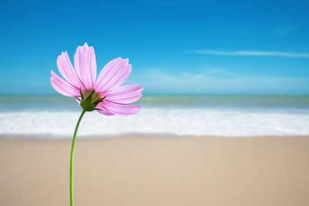 在海滩上的波斯菊花卉