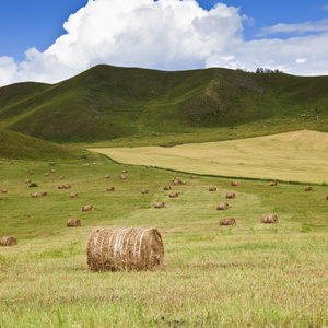 内蒙古的草地上