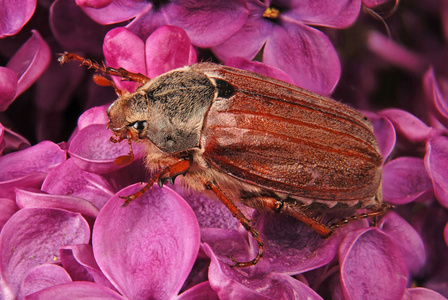 5 月 bug 爬上紫色的丁香