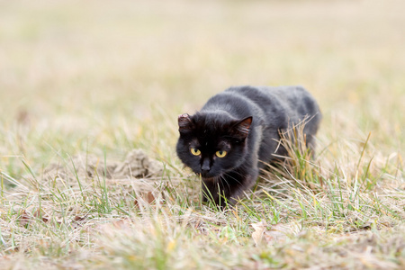 偷偷摸摸的草丛里的黑猫