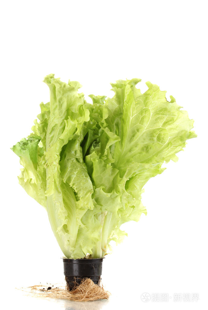 新鲜生菜叶上白色隔离