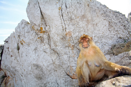 猴子坐在岩石上