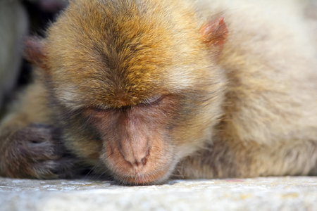 猴子怎么睡觉姿势图片图片
