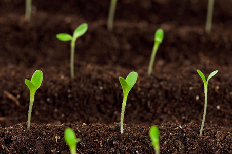 茁壮成长芽苗图片