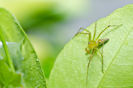 绿色自然的长腿蜘蛛