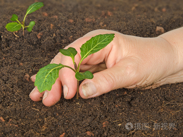 抚育白菜苗