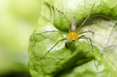 绿色的蜘蛛图片
