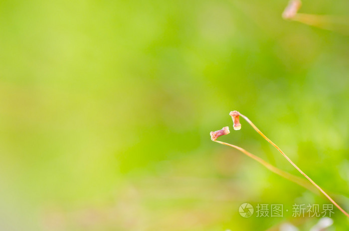 在绿色自然新鲜青苔