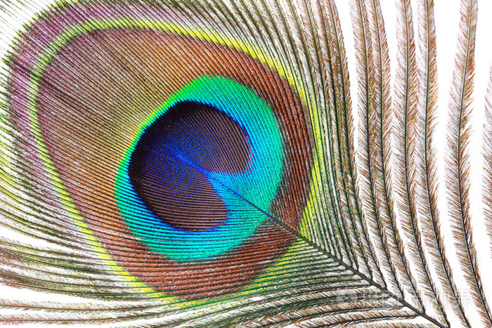 孔雀羽毛