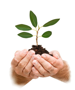 棕榈科植物在棕榈科植物的发芽作为自然保护的象征照片