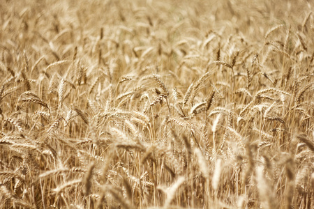 小麦的领域