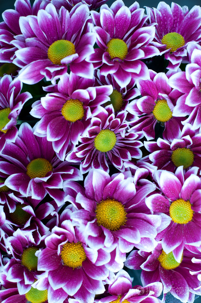 红色和白色的菊花