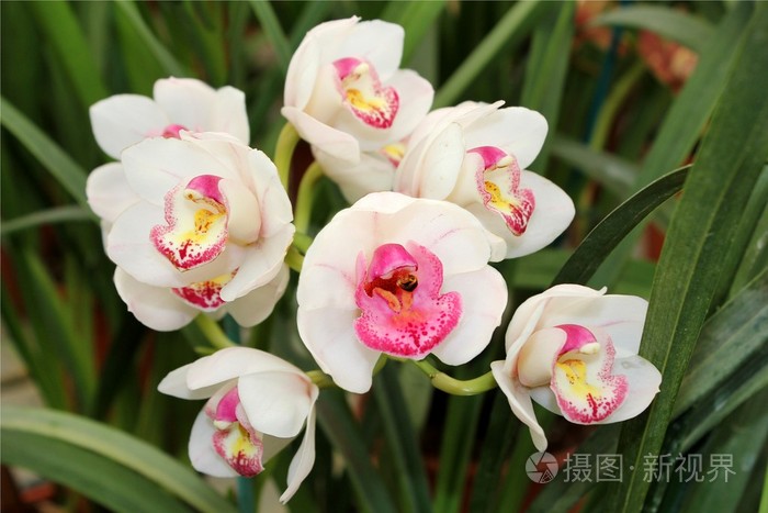 野生兰花照片 正版商用图片0vzsys 摄图新视界 野生兰花照片 正版商用图片0vzsys 摄图新视界