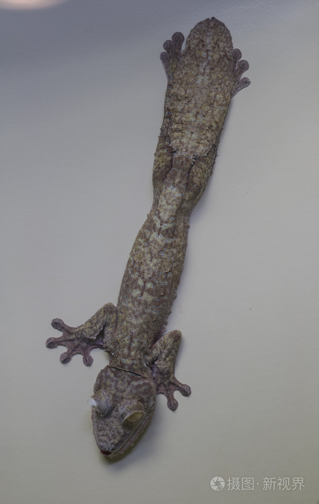 uroplatusphantasticus撒旦叶尾壁虎