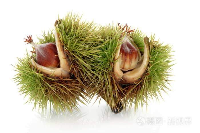 山毛榉坚果