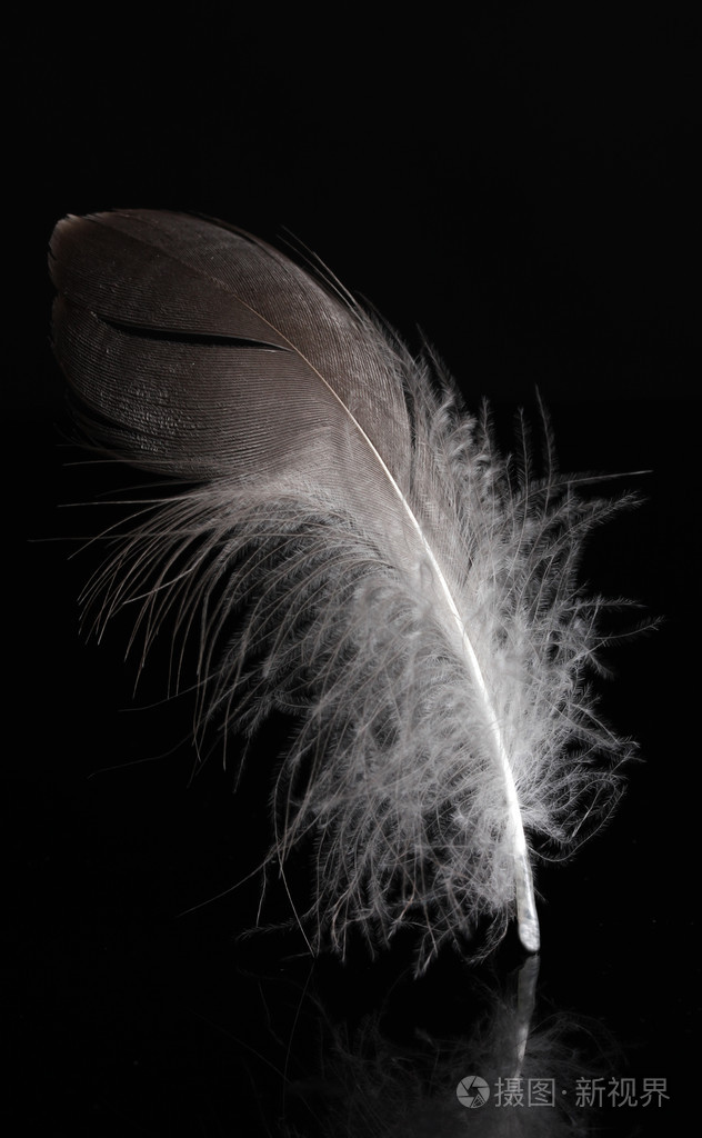 黑色背景上的美丽羽毛