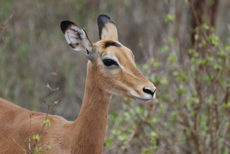 黑斑羚Aepyceros melampus petersi