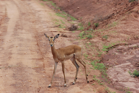 黑斑羚Aepyceros melampus petersi