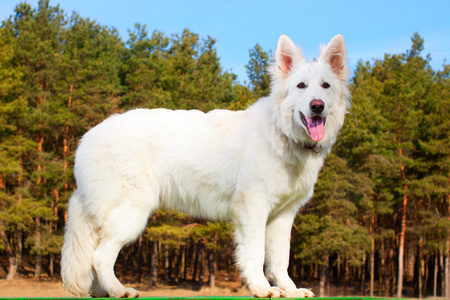 白色的狗品种大型犬图片