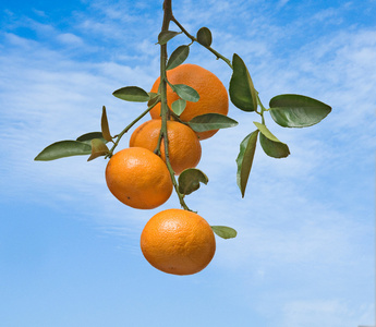 橘子的树枝上图片