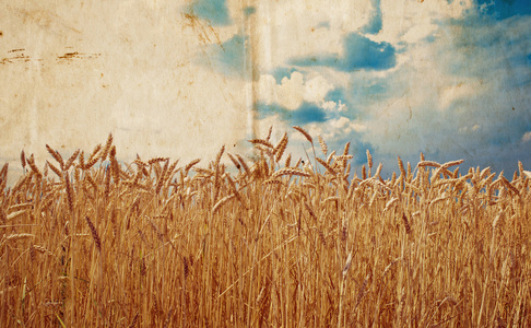 领域的小麦老式照片