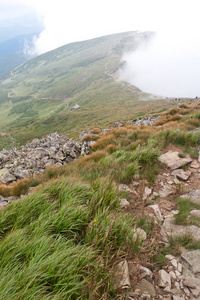 山风景用草的前景