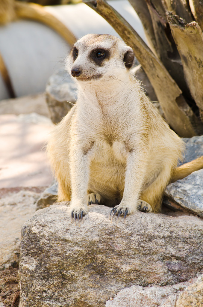 在野生动物中的狐獴