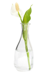 spatiphyllum 花瓶中的鲜花