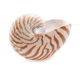 nautilus pompilius 海贝壳，白色 浅景深上孤立