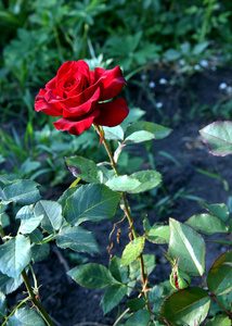 玫瑰芽在花园在自然背景
